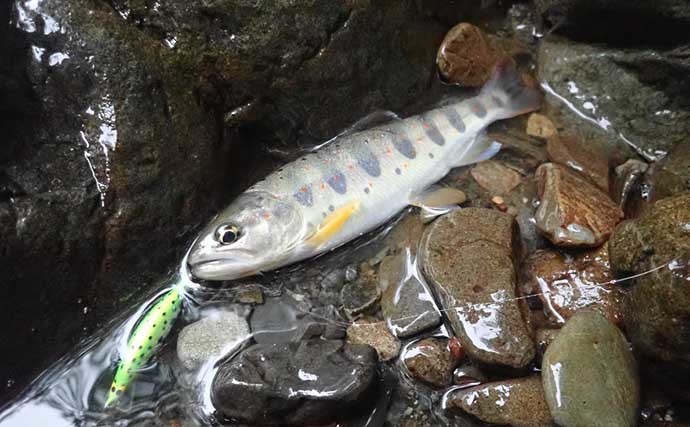 十津川での渓流ルアー釣りで24cm頭にアマゴ22匹　尺級は無念のバラし