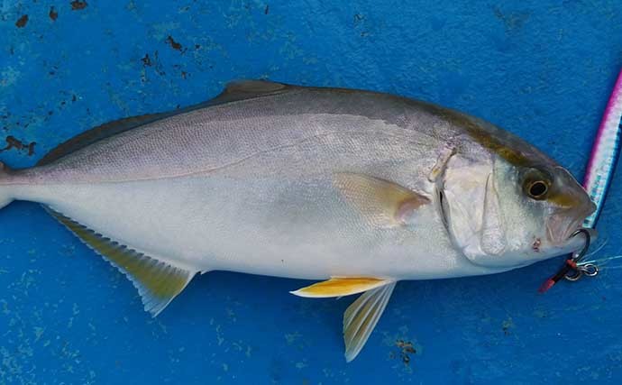 沼津のレンタルボートでのルアー釣りで80cm級ワラサにオオモンハタ