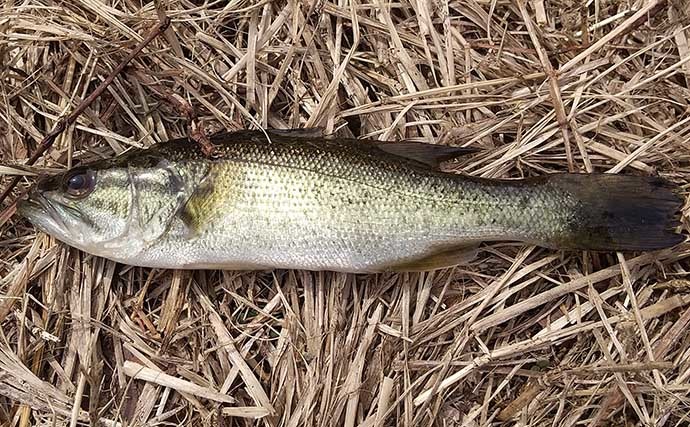 琵琶湖で「観光＋バス釣り」：彦根エリア　釣り飯は駅弁で決まり？