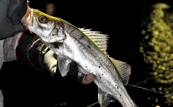 波止でのエサメバル釣り入門　【時期・釣り方・エサ・仕掛けを解説】