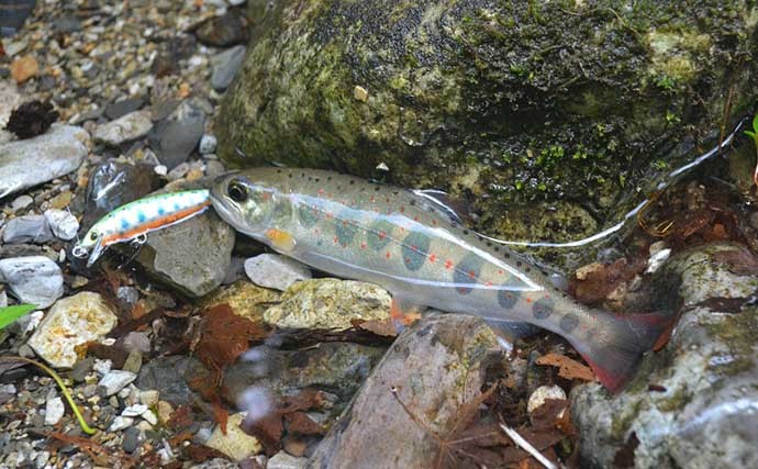 渓流ルアー釣りでサツキマスを狙う　本命不発も【釣りキャンプを満喫】