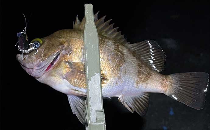 陸っぱりメバリング釣行で22cm頭にメバル2ケタ　大きめプラグが好適