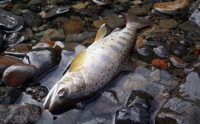 川原樋川での渓流ルアー釣りで24cm頭にアマゴ6匹 渇水で低活性