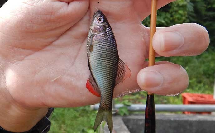 管理釣り場のタナゴ釣りで100尾超え　決め手は時合い逃さぬ「極小エサ」