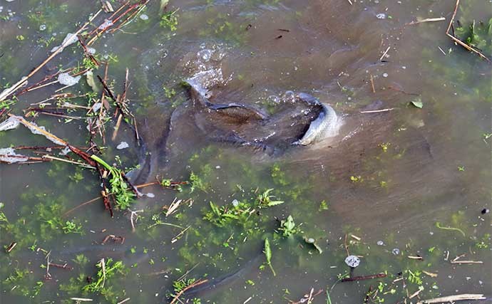 今週のヘラブナ推薦釣り場【埼玉県・伊佐沼】