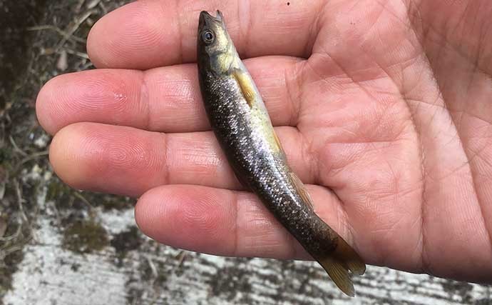 淡水小物釣りでタカハヤにカワムツ連打　河川にも春到来で魚は高活性