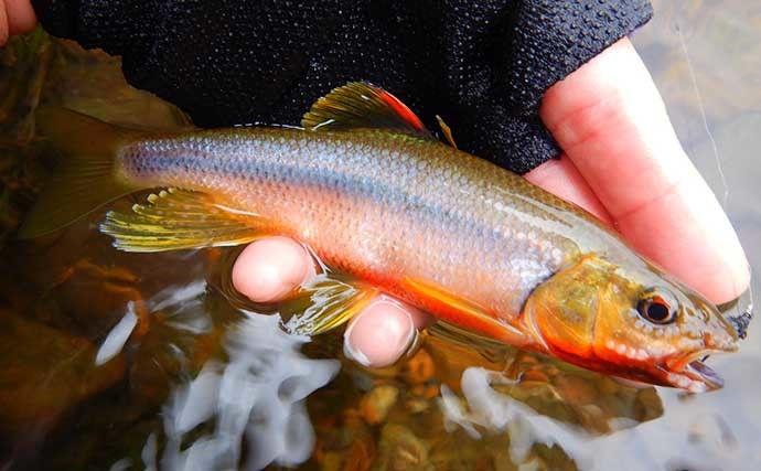 柳瀬川で淡水小物釣り満喫　婚姻色出たオイカワにカワムツとご対面