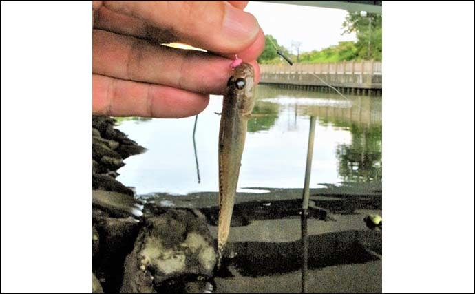 都内の公園でテナガエビ釣り　夕方に活性上がり17尾【新左近川親水公園】