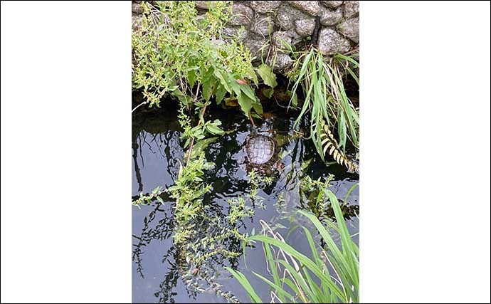 身近な都市河川でルアー釣りが面白い　本命ティラピアに鯉にナマズ登場