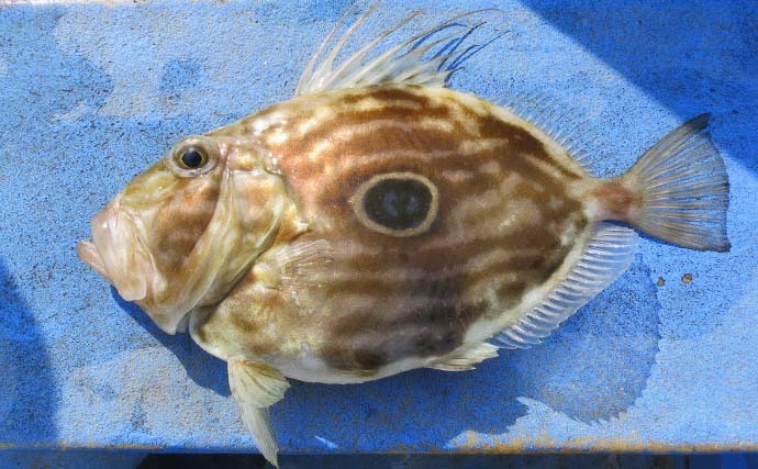 釣りのゲスト魚を美味しく食べよう：マトウダイ　皮や胃袋も捨てちゃダメ