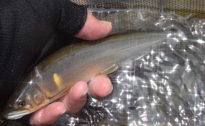 鮎トモ釣りで満足釣果　今後は良型の天然遡上モノに期待【兵庫・湯舟川】