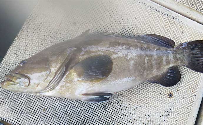 【長崎・佐賀】沖釣り最新釣果　乗っ込み期の大型マダイが絶好調