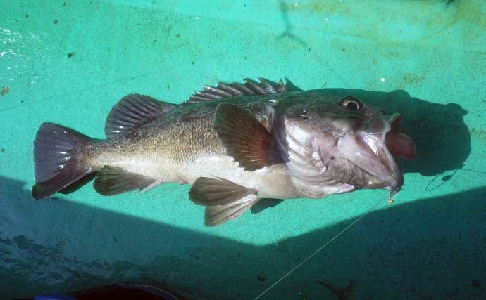 冷凍イワシで狙うヒラメ釣りで大型乱舞　活きエサとは釣趣が別物？