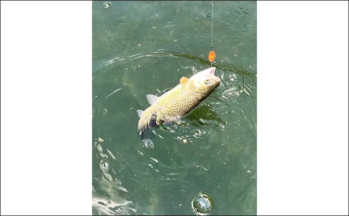 半日のエリアトラウト釣行で72匹　高活性の魚の着き場を探して連打