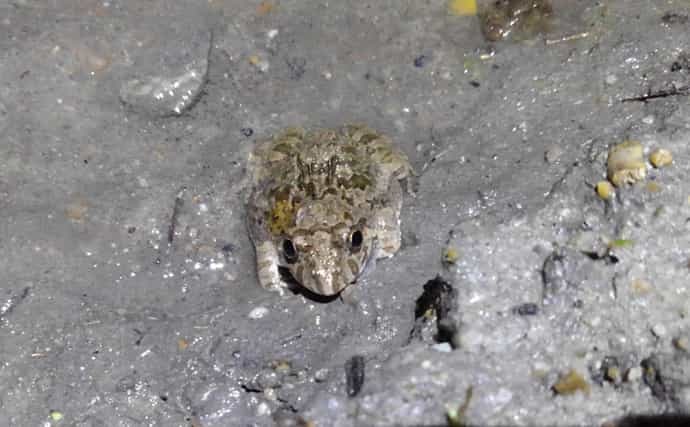 天敵に飲み込まれても生きている「ちょっと変わった」生物たち