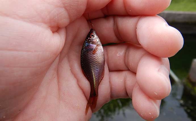 管理釣り場のタナゴ釣りで100尾超え　決め手は時合い逃さぬ「極小エサ」