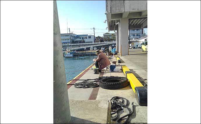 堤防サビキ釣りでカタクチイワシなど166尾 時合いにはコマセ不要？