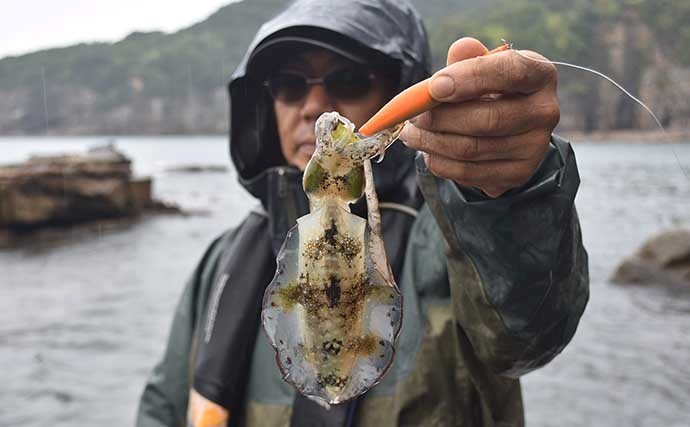 新子アオリ狙いのエギングで連発　『釣りドコ』活用で全場所ヒット達成