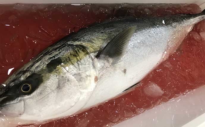 釣り人的「ひと手間」レシピ：ブリカマ照り焼き　新鮮なカマは釣魚の特権