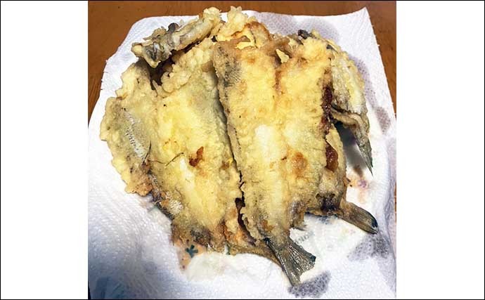 3日間の投げキス釣行で20cm頭に本命27匹　シーズン本番に期待大