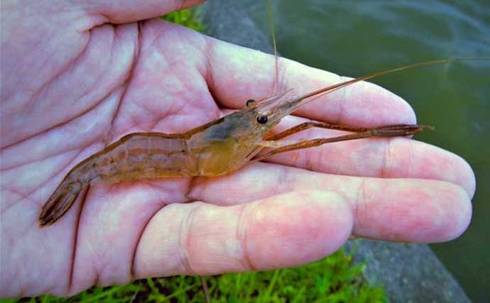 夕マヅメのテナガエビ釣りでメス主体に12尾手中【東京・都立水元公園】