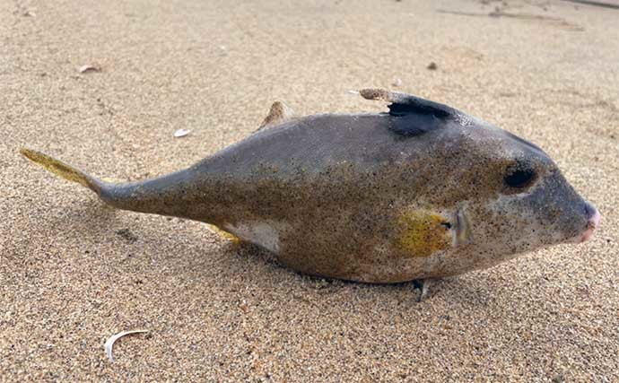 デートで陸っぱり投げキス釣り堪能　多点掛け連発でシロギス70匹