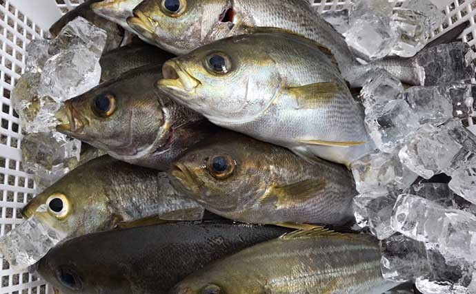 解禁直後の初島周辺イサキ釣りで本命好捕　ゲストにアラやキントキも