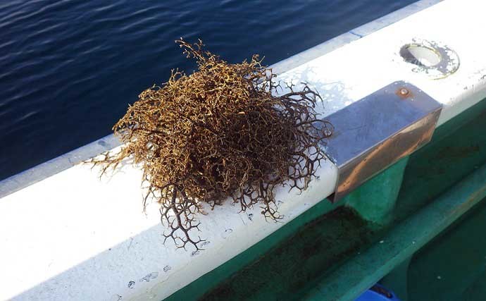 冷凍イワシで狙うヒラメ釣りで大型乱舞　活きエサとは釣趣が別物？