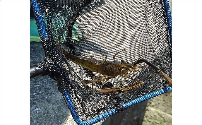 酒匂川河口のテナガエビ釣りで本命2匹　攻略のポイントは「上げ潮」？