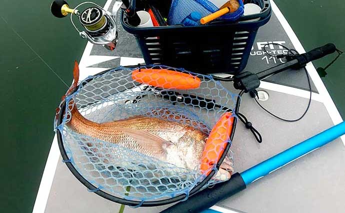 ライトショアジギング（LSJ）で釣り入門：魚の『ランディング』術