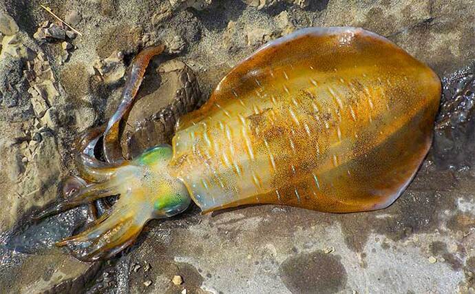 地磯でアオリ狙い泳がせ釣り　現地調達の小魚で本命900g【神奈川】