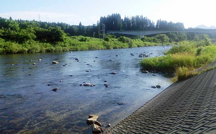 【2022年】おすすめアユ友釣り場：山形・小国川　味・香り・容姿全て良し