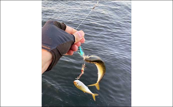 【サバ釣りの魅力】　陸っぱりルアー釣りファン視点で紹介