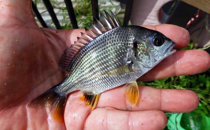 親水公園でのハゼ釣りで117尾　反転流ポイント狙い撃ちで入れ食いに