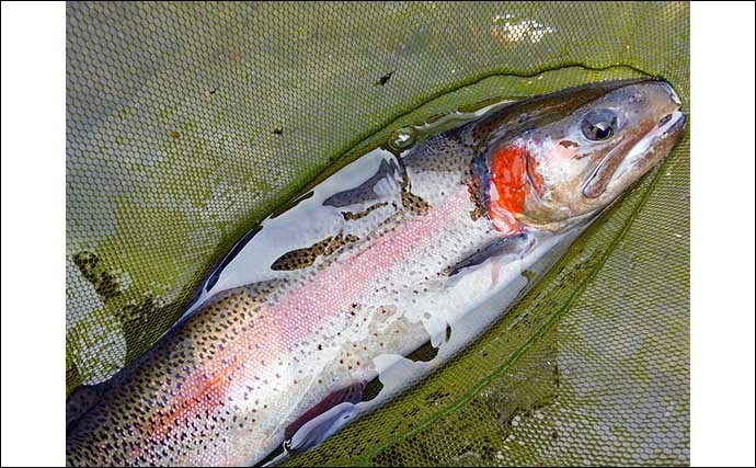 渓流エサ釣りで51cm大型ニジマスに良型イワナなど17尾【桂川・山梨】