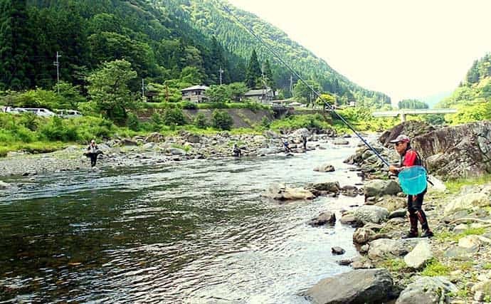 解禁日の葛川アユ友釣りで16匹 各人気エリアの状況もレポート