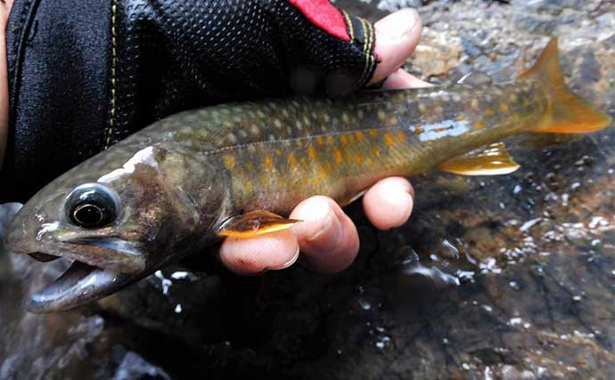 シーズン終盤の渓流エサ釣りで良型ヤマメ＆イワナ手中　サイズ感に満足