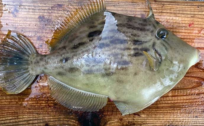 キモ好き釣り女子がオススメする【カワハギの肝を美味しく食べる方法】