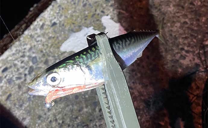 【サバ釣りの魅力】　陸っぱりルアー釣りファン視点で紹介