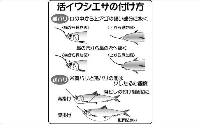 【2022年】夏ビラメ狙い泳がせ釣り入門　タックル・釣りの流れ・近況