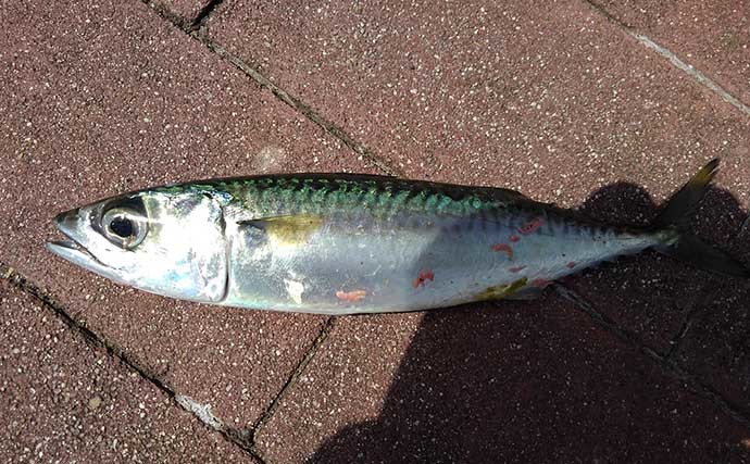 東京湾奥「サビキ釣り」最盛期到来　豊洲市場グルメと併せて楽しもう