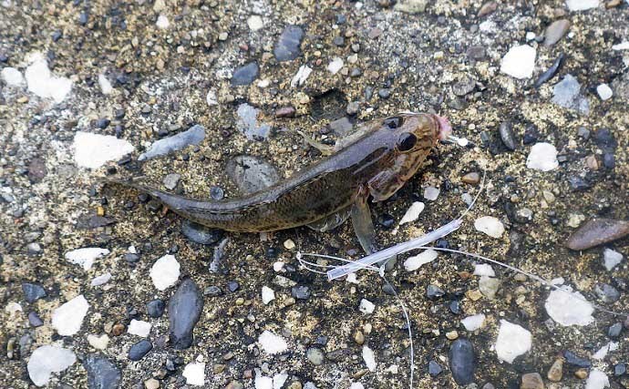 東京湾奥で美味なゲスト魚『ギマ』増殖中？　ちょい投げ釣りでご対面