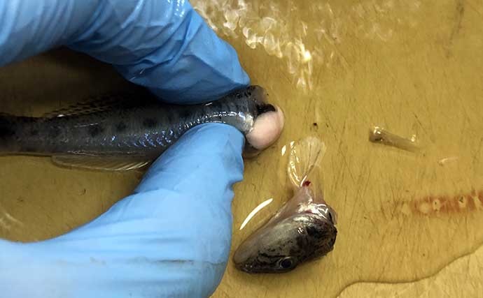 【釣魚レシピ】ハゼの干物　水分抜けて凝縮された旨みが肴にもピッタリ