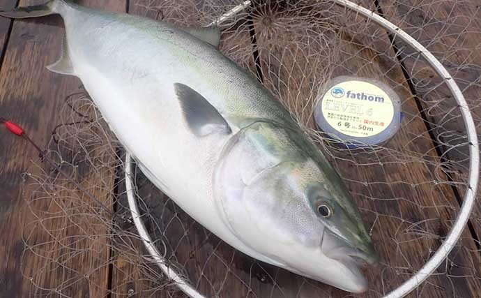 海上釣り堀でシマアジ手中　現地調達の小サバ泳がせが最強？【静岡】