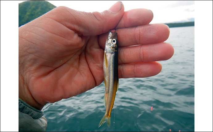 春シーズン終盤戦の西湖ワカサギ釣りで1522尾　浅場の粘り釣りが的中