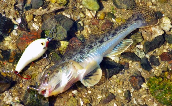 【2021東海】盛期迎えたハゼ釣りを楽しもう　代表的な4つの釣りを解説