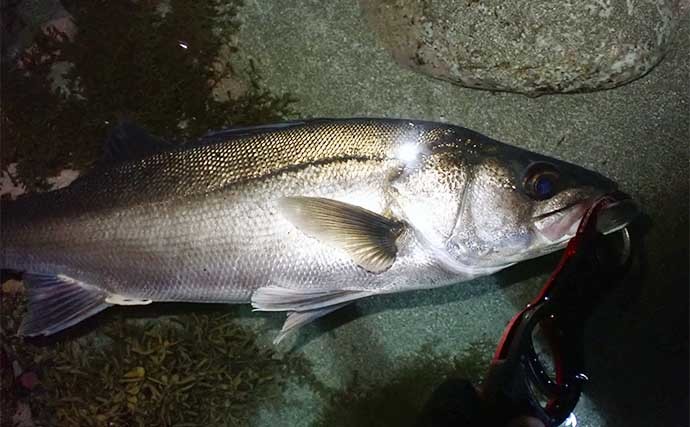 ゴロタ場でのルアーシーバス釣行で50cm級頭に2尾 藻場狙いが的中