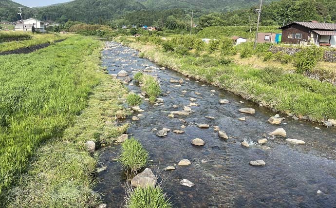 解禁直後の匹見川でアユ友釣り　渇水と低水温に苦戦も移動重ね拾い釣り