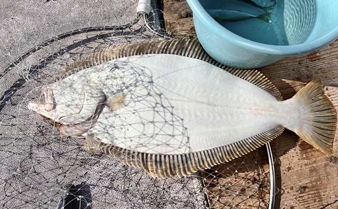 活アジ泳がせ釣りで90cmブリにヒラメ　手巻きリールで強引堪能