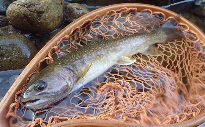 渓流ルアー釣りでアマゴ18匹　流れ込みの流芯では26cmイワナも